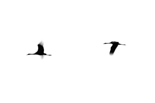Papier peint Crane(s) II