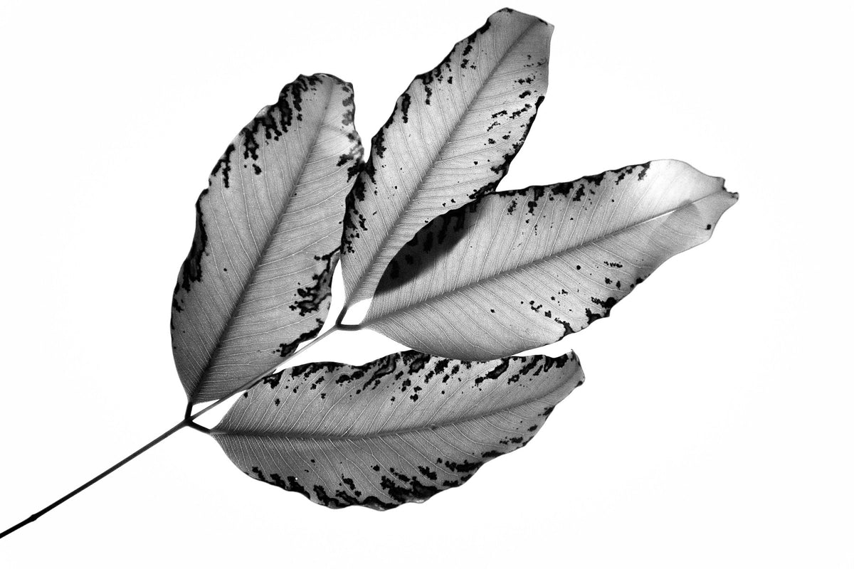 Branches and Leaves, 2016, 1 Wall Mural in your room — zoomed