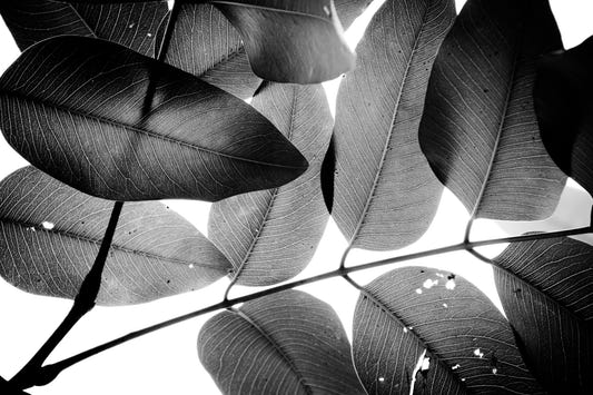 Branches et feuilles, 2016, 3 fresques murales