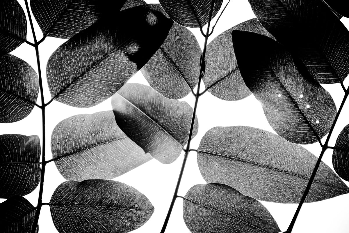 Experiments with Leaves II Wall Mural