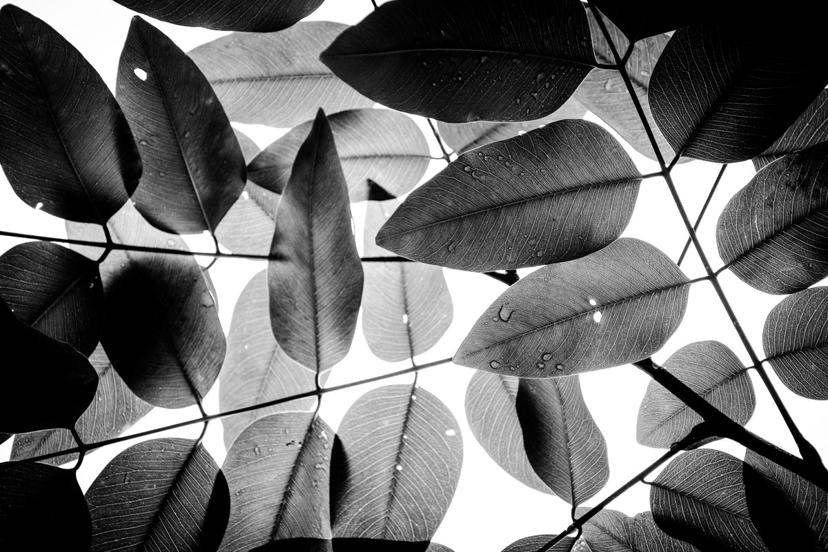 Experiments with Leaves I Wall Mural in your room
