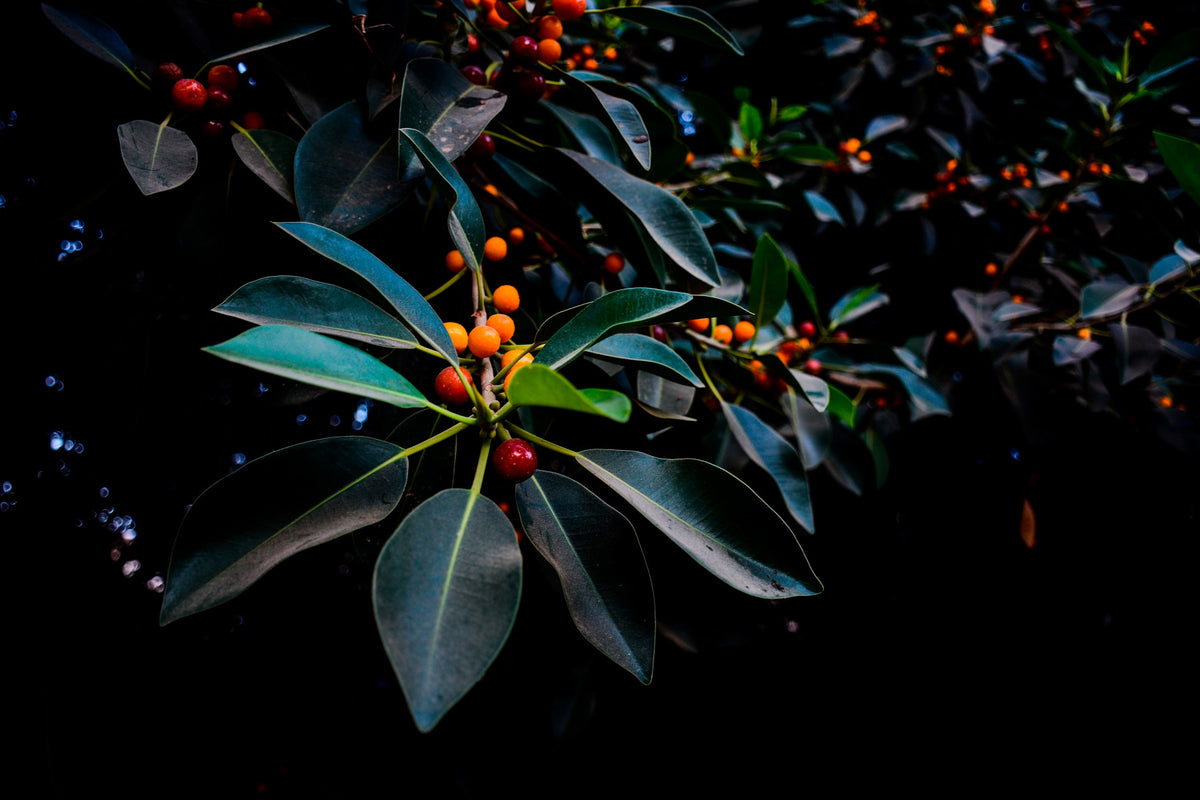 Orange, Green and Dark Wall Mural