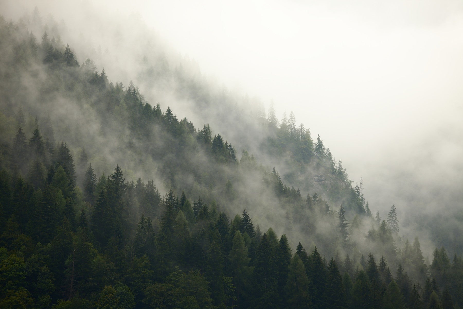 Misty Pines Wall Mural