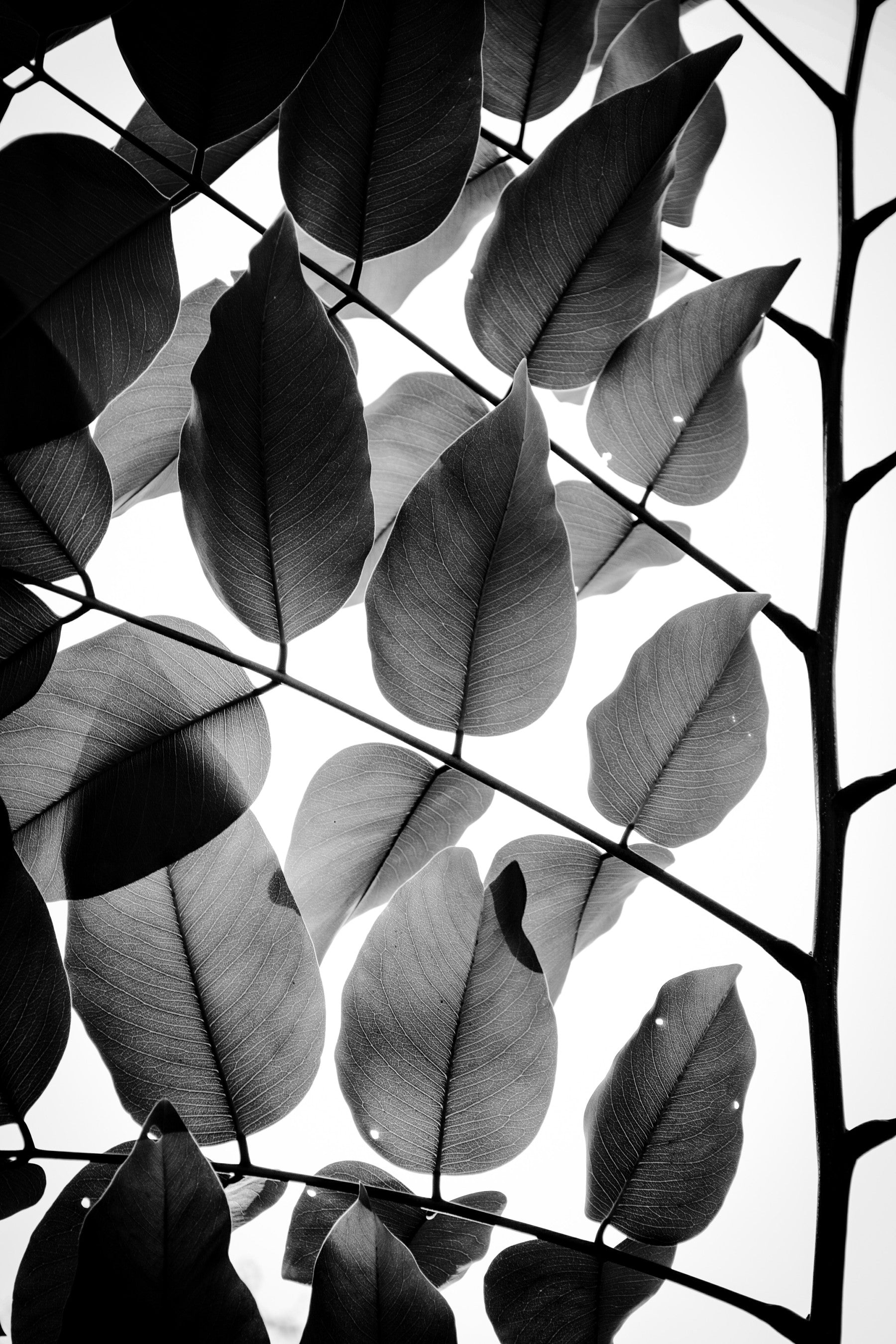 Branches and Leaves II Wall Mural in your room — zoomed