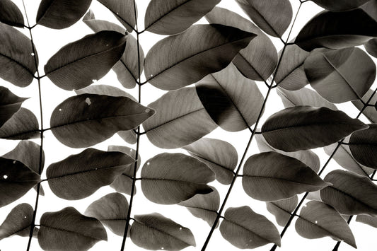Branches et Feuilles I Papier Peint Mural