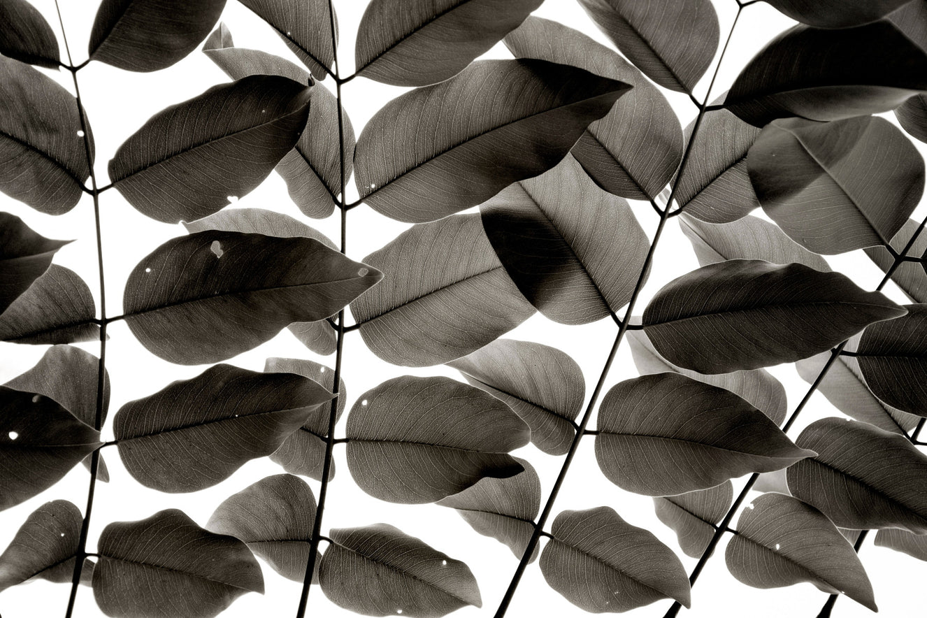 Branches et Feuilles I Papier Peint Mural