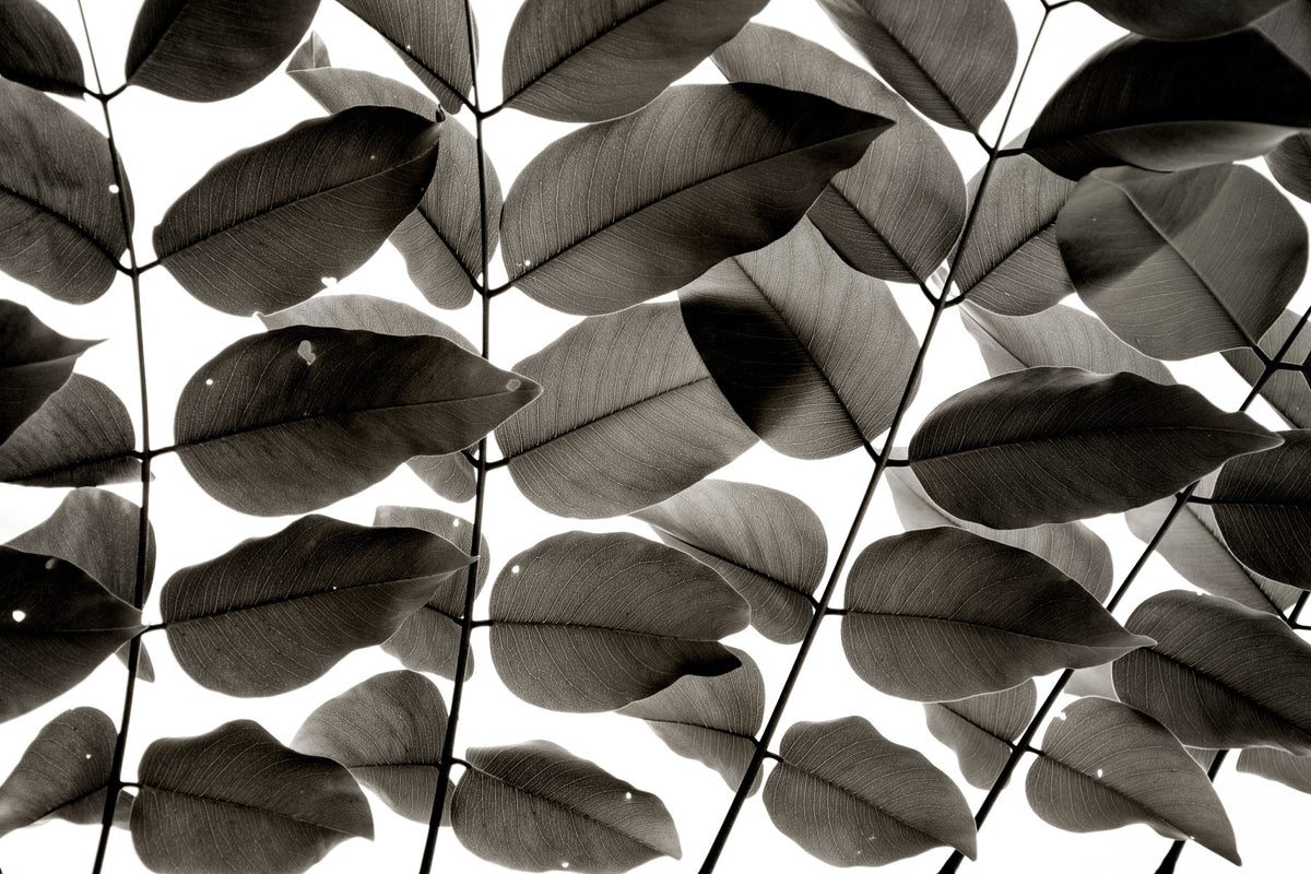 Branches et Feuilles I Papier Peint Mural in your room — zoomed