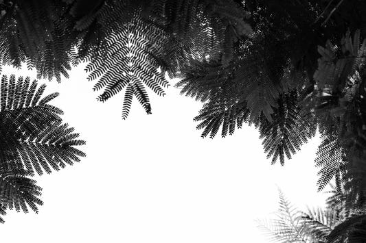 La fresque murale Tree Top II