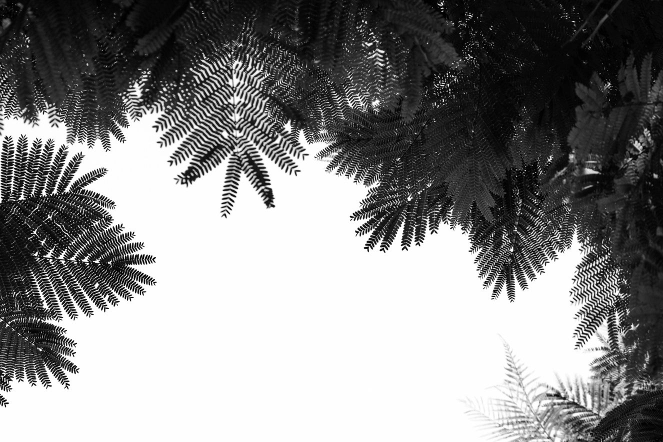 La fresque murale Tree Top II