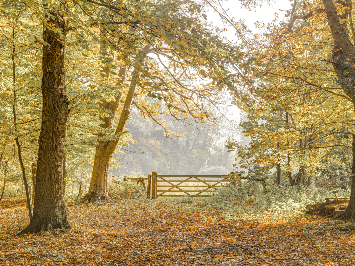 Autumn's Gateway Wall Mural in your room
