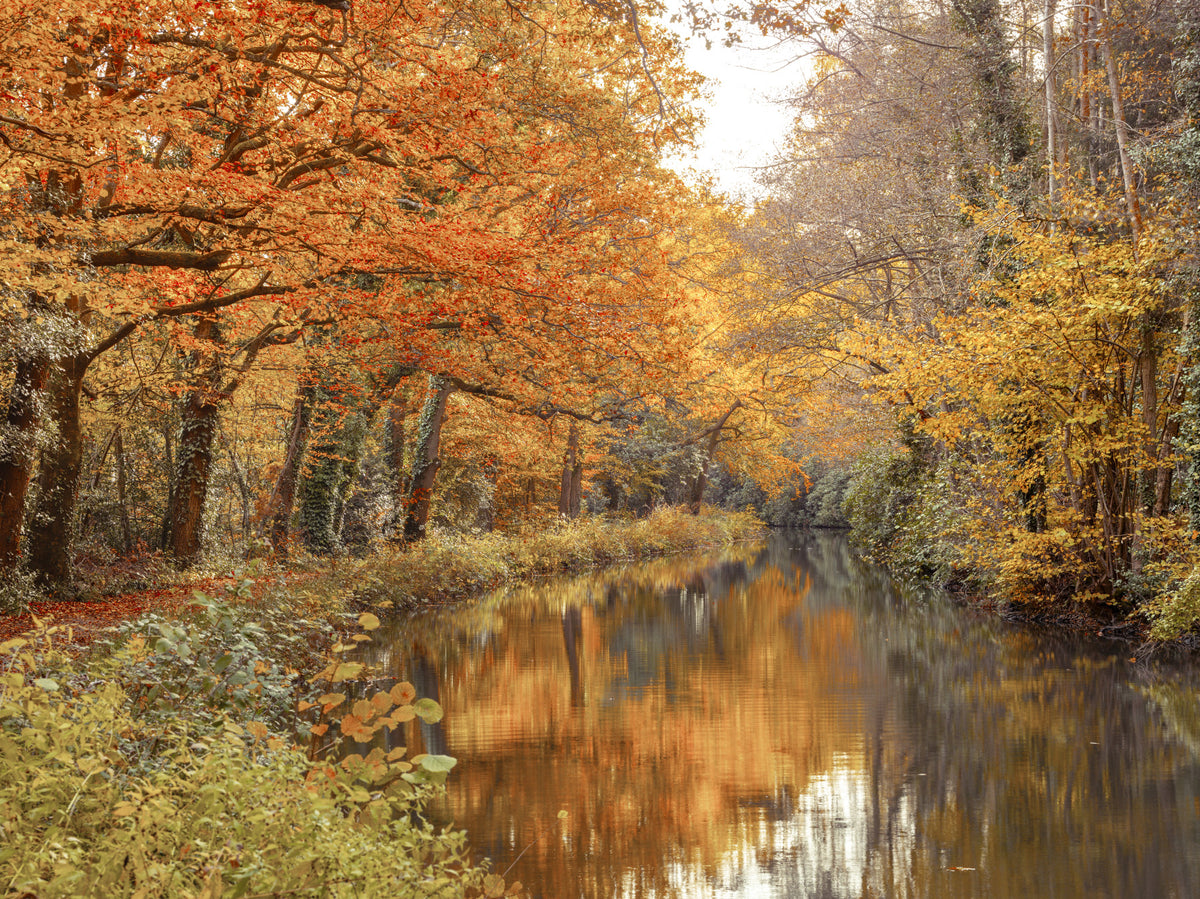 Autumnal River Serenity Wall Mural in your room — zoomed