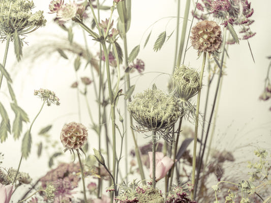 Wildflower Waltz Wall Mural