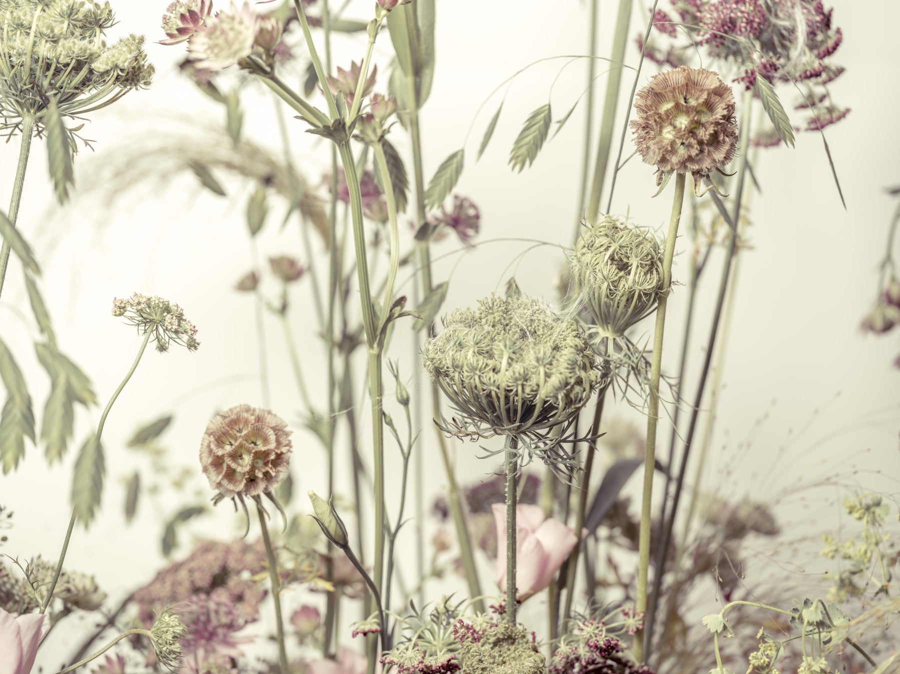 Wildflower Waltz Wall Mural