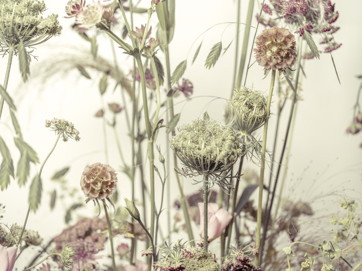 Papier peint panoramique Valse des fleurs sauvages in your room — zoomed