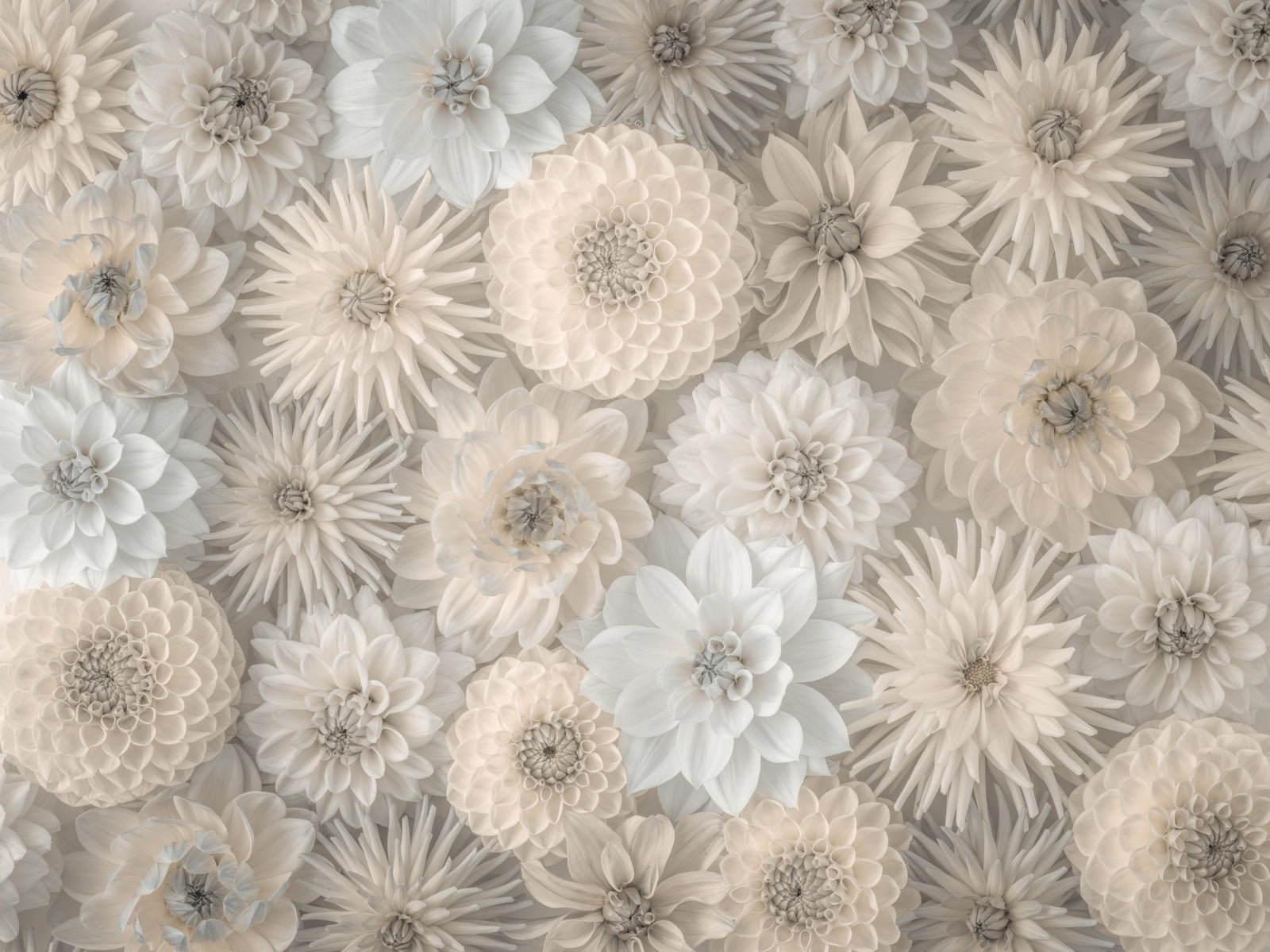 Lush Dahlia Tapestry Wall Mural