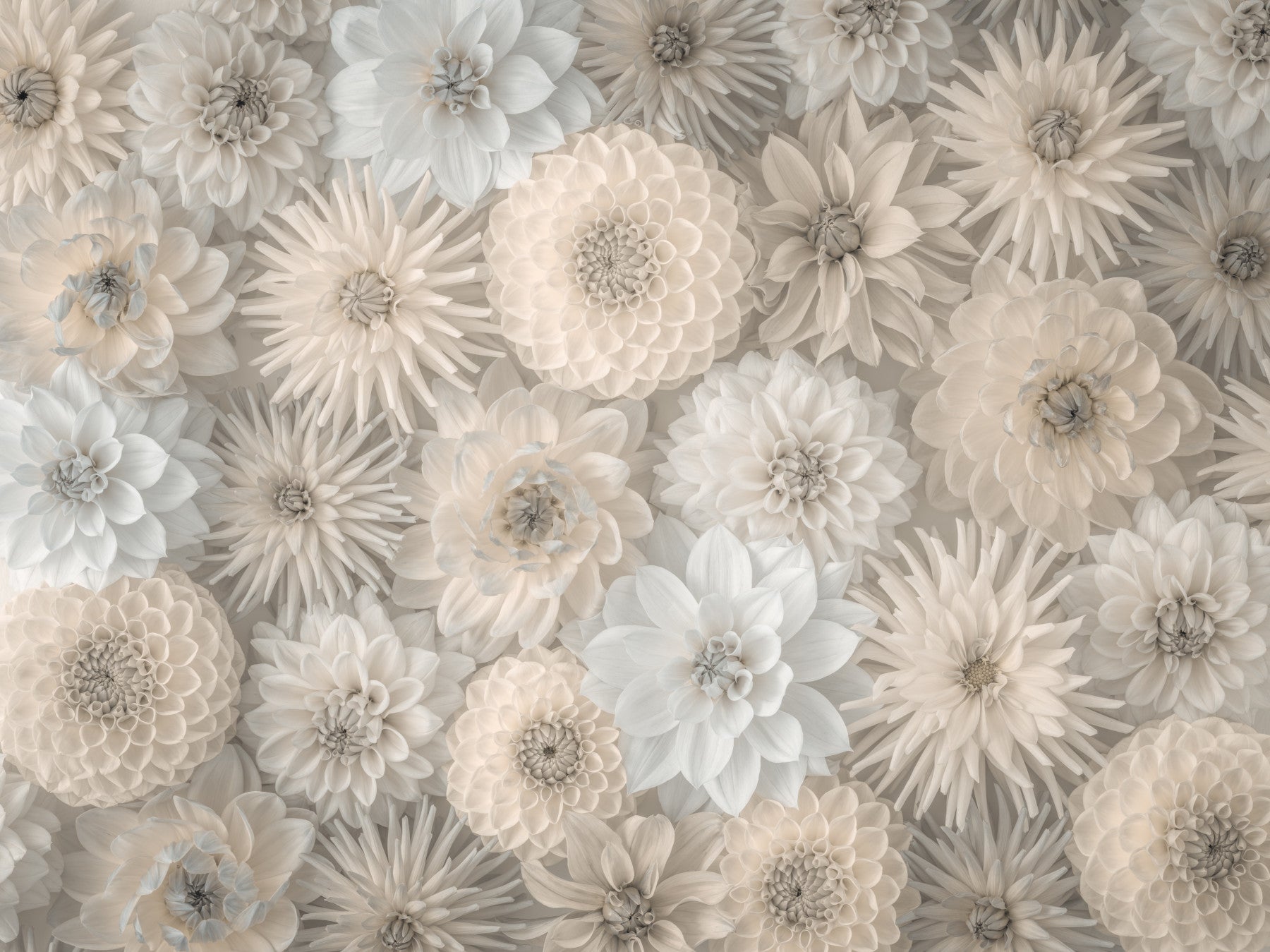 Lush Dahlia Tapestry Wall Mural in your room — zoomed