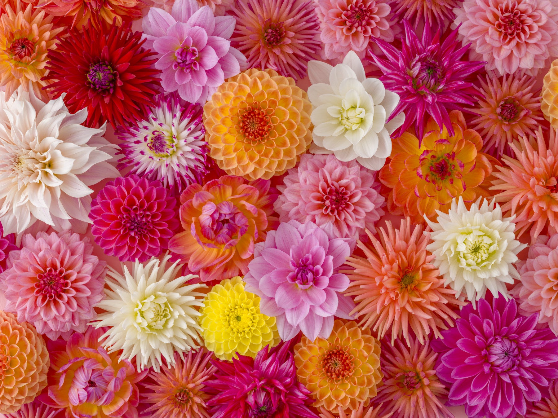 Fresque murale florale Flourish