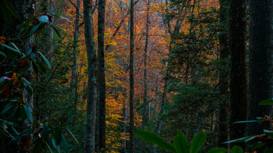Fresque murale forêt d'arbres