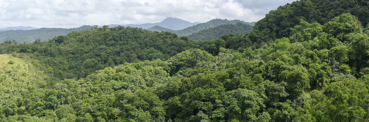 Fresque murale Verdant Slopes in your room — zoomed