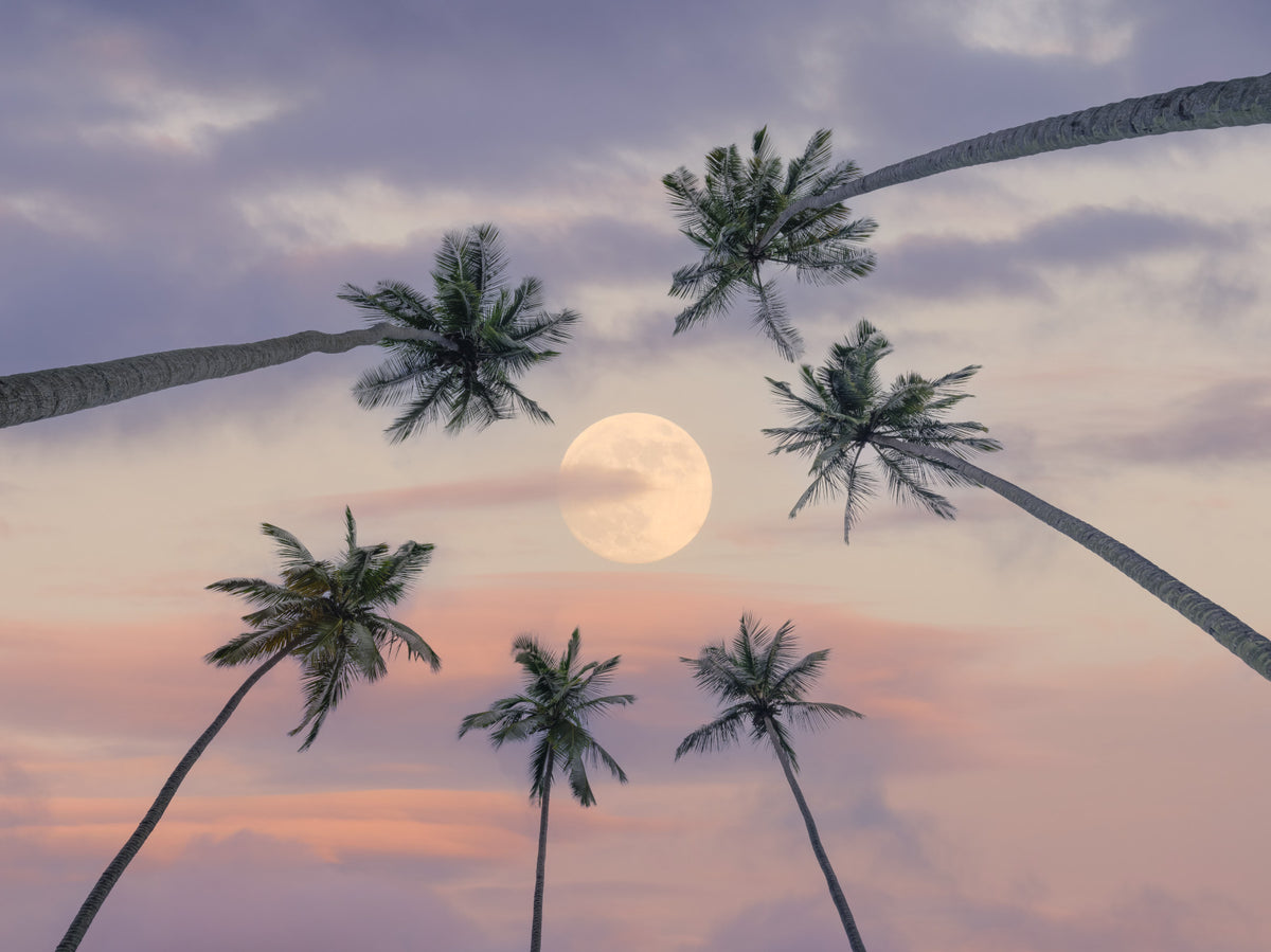 Fresque murale Palmiers au clair de lune serein in your room