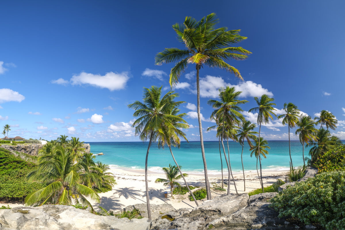Palm Lined Shore Wall Mural