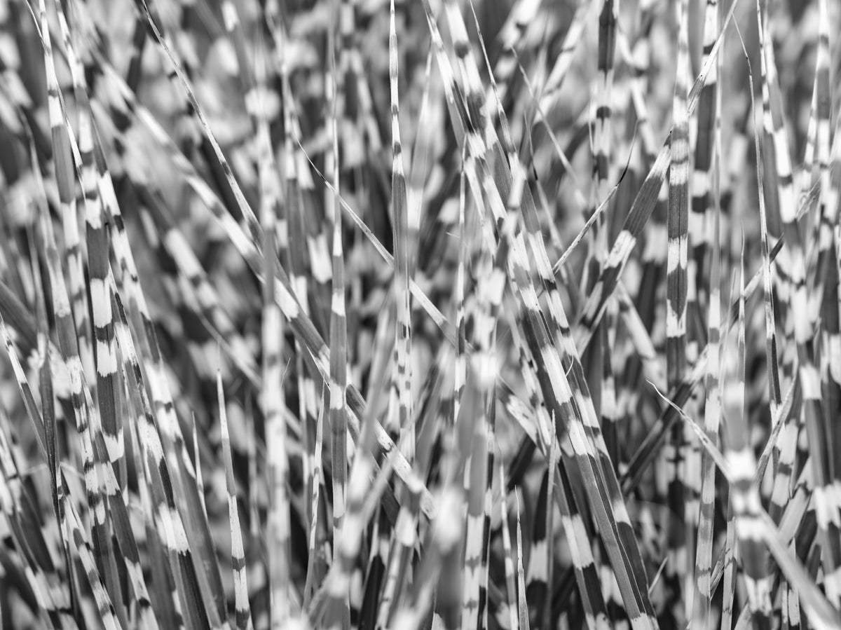 Papier peint mural herbe zébrée in your room — zoomed