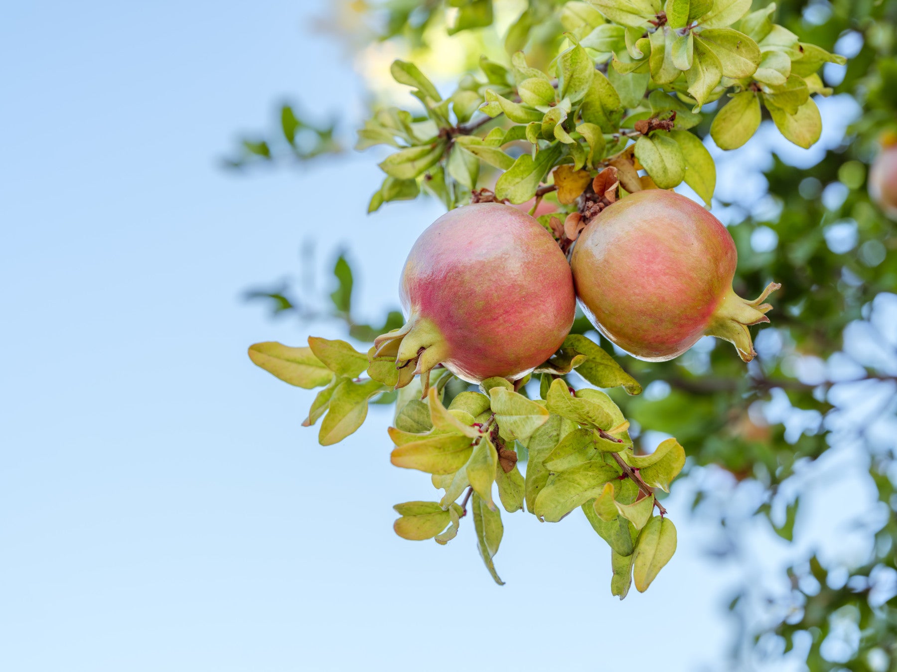 Pomegranate Grove Wall Mural