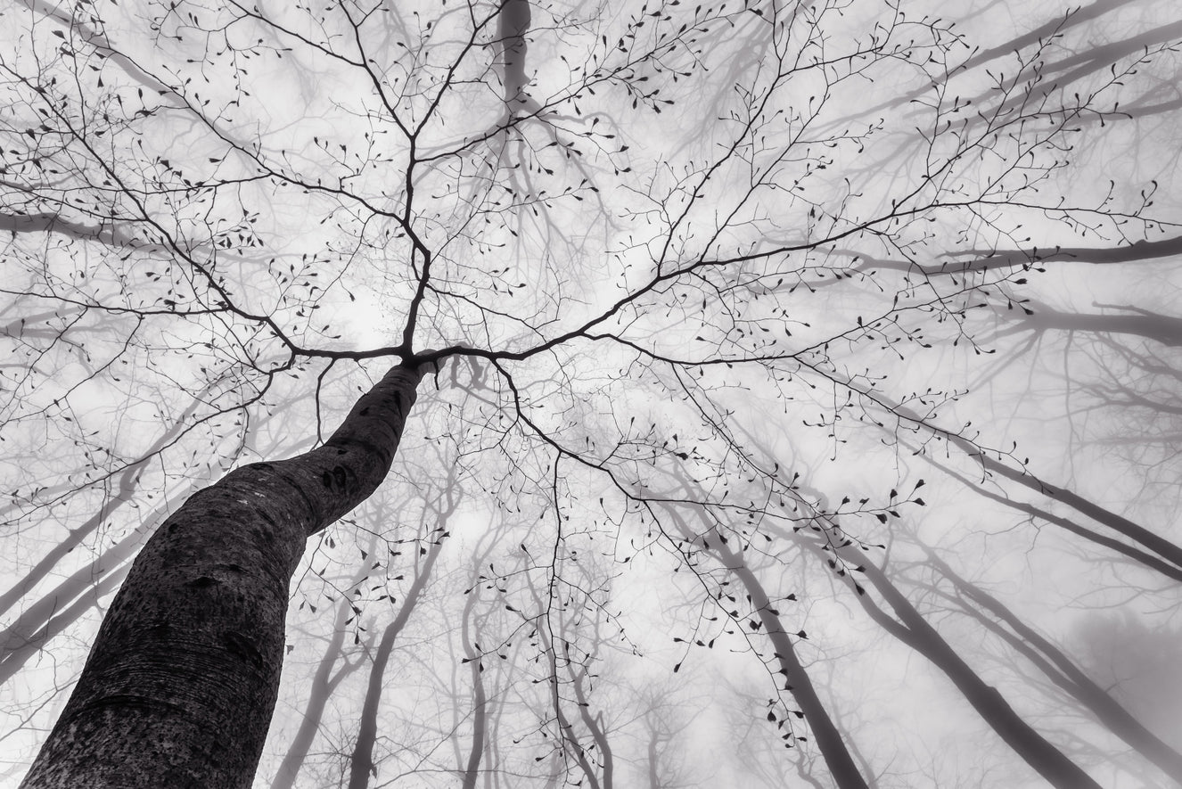 Ethereal Forest View Wall Mural -1517420