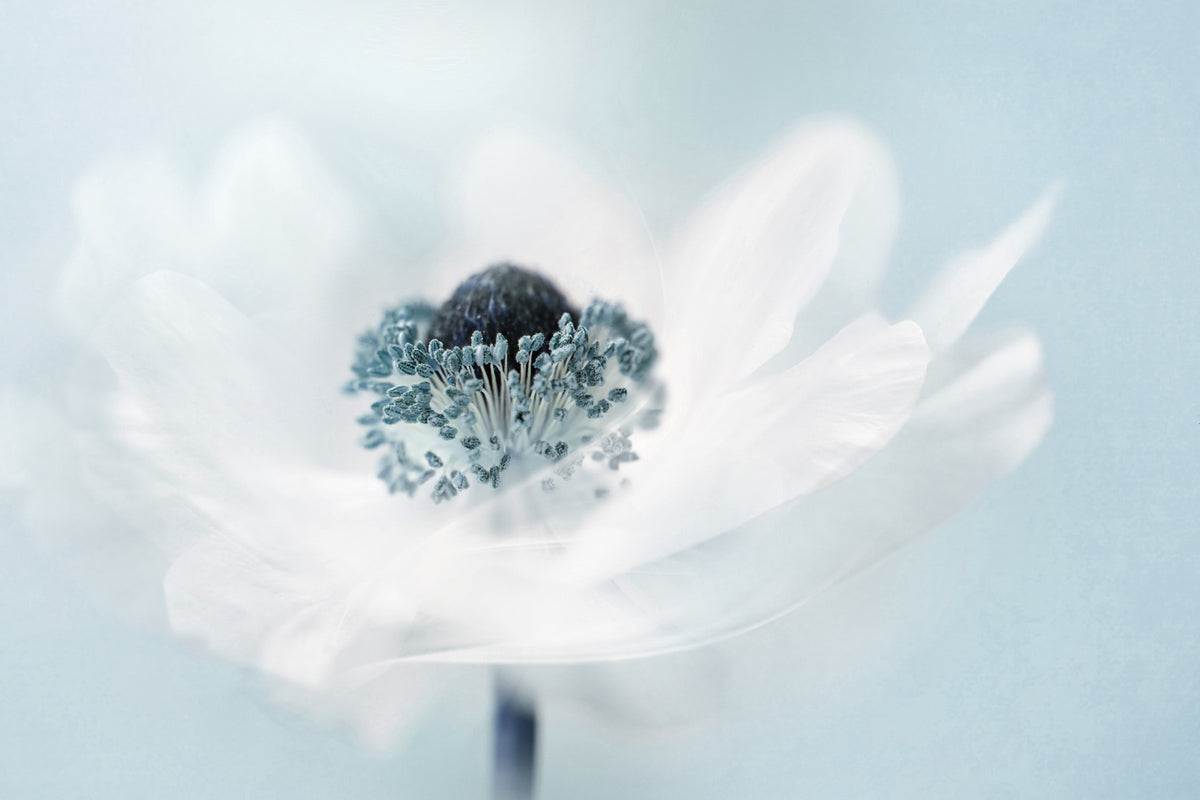 Soft Anemone Wall Mural -1441753 in your room