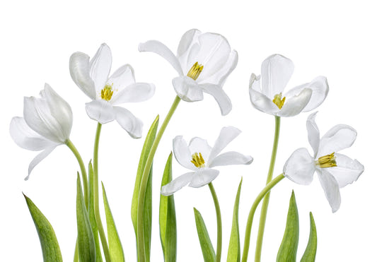 Papier peint Mural Tulipes Pures -1282647