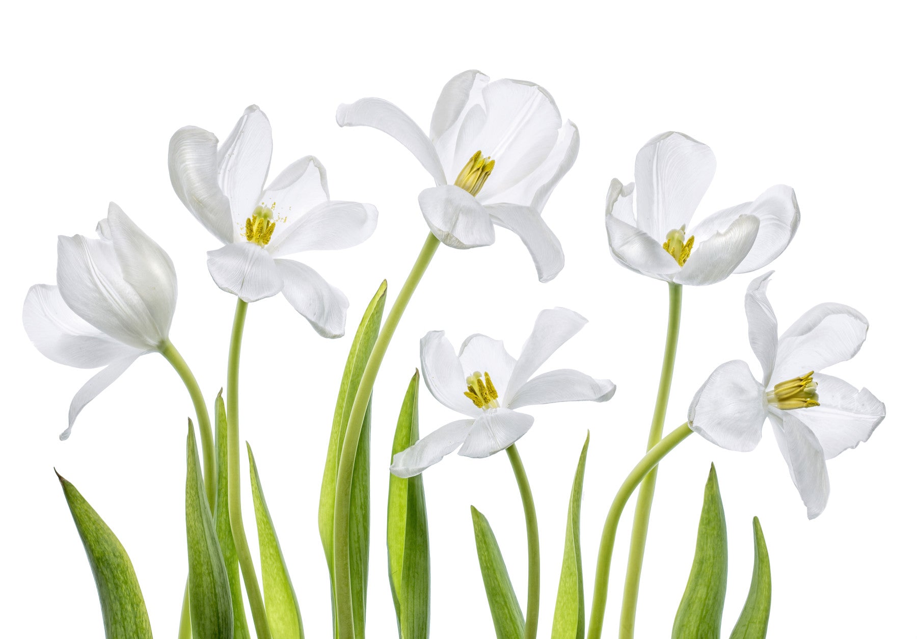 Pure Tulips Wall Mural -1282647