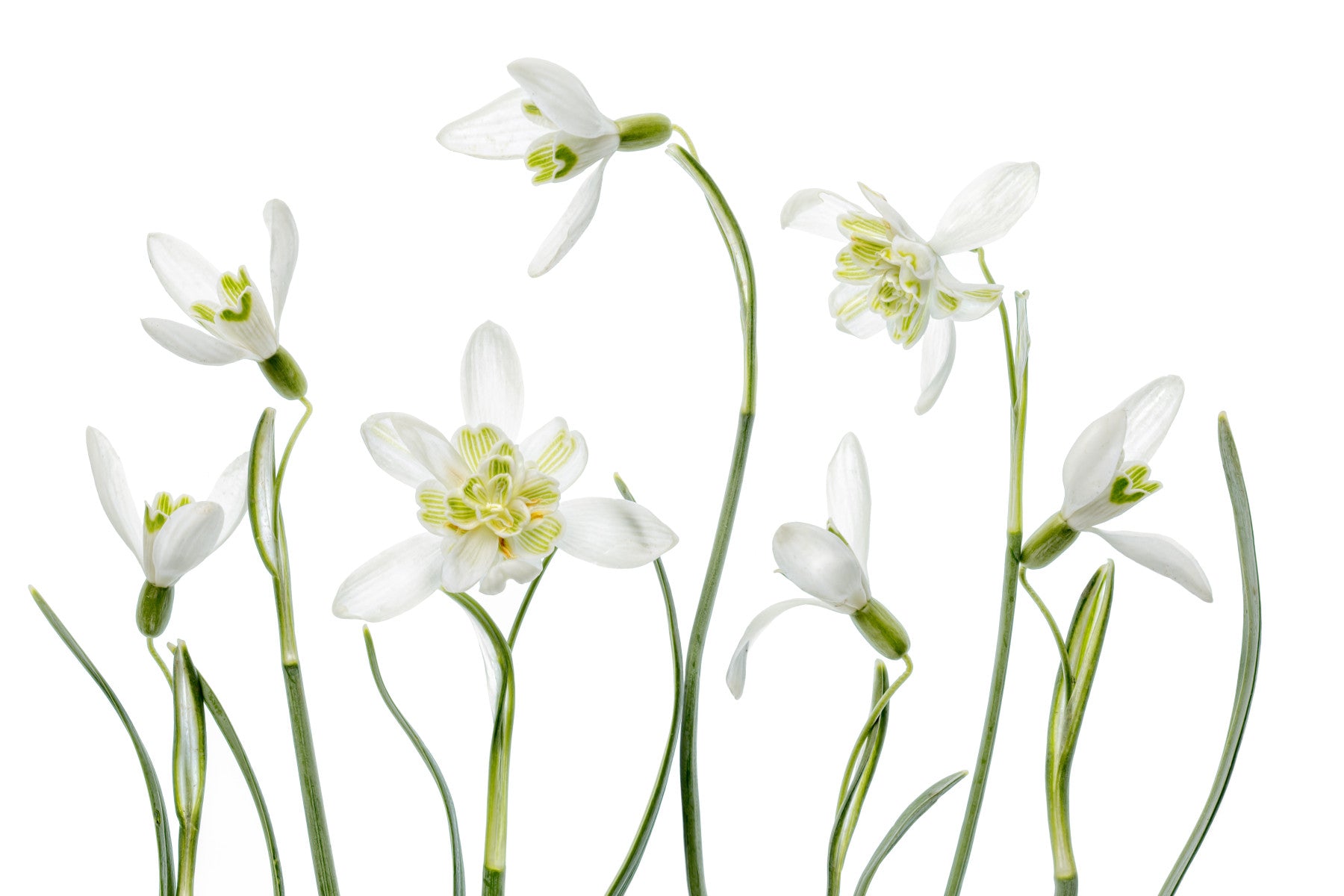 White Bloom Whisper Wall Mural -1112940