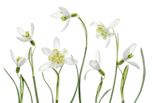 White Bloom Whisper Wall Mural -1112940