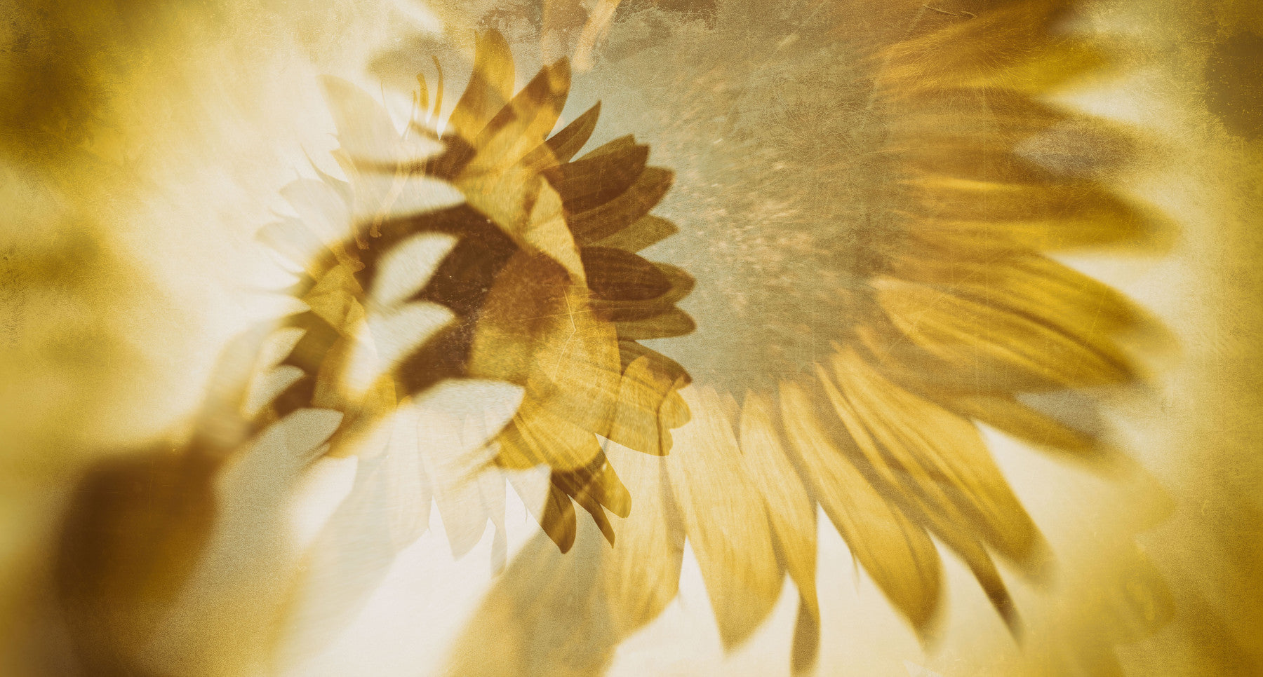 Rêves de tournesol doré Papier peint mural -2272542 in your room — zoomed