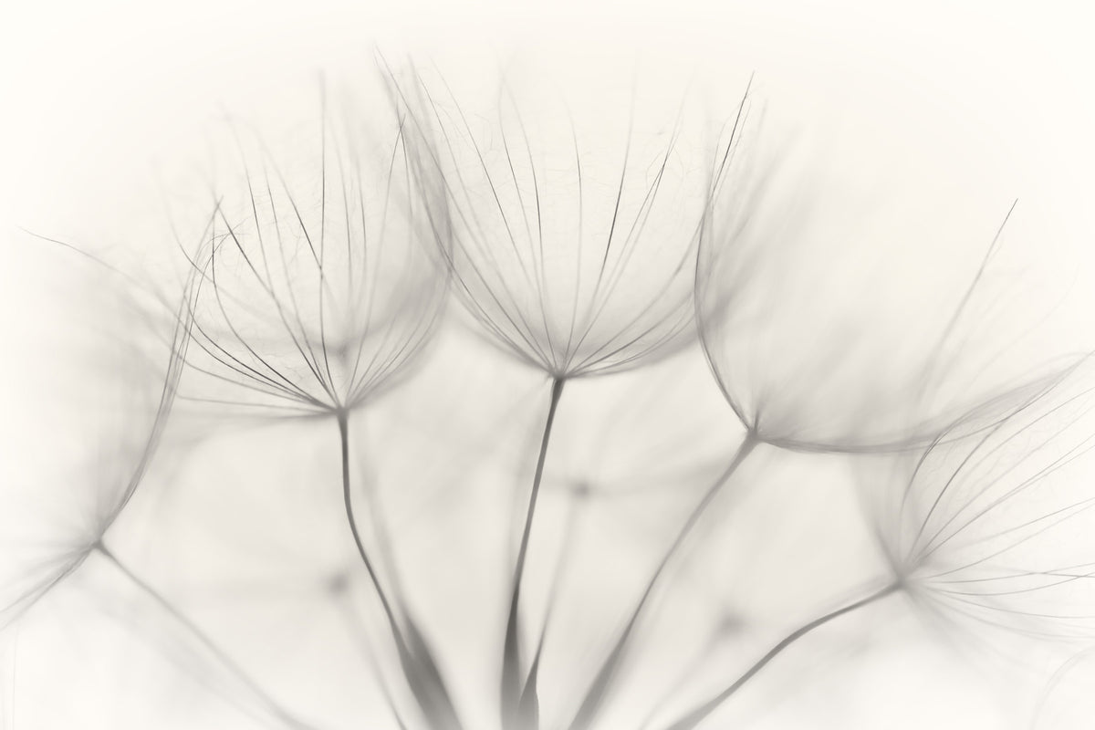 Whispers of Dandelions Wall Mural -1015493 in your room