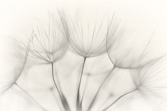 Whispers of Dandelions Wall Mural -1015493