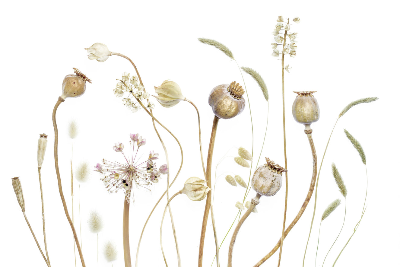 Dried Meadow Wall Mural -1021572