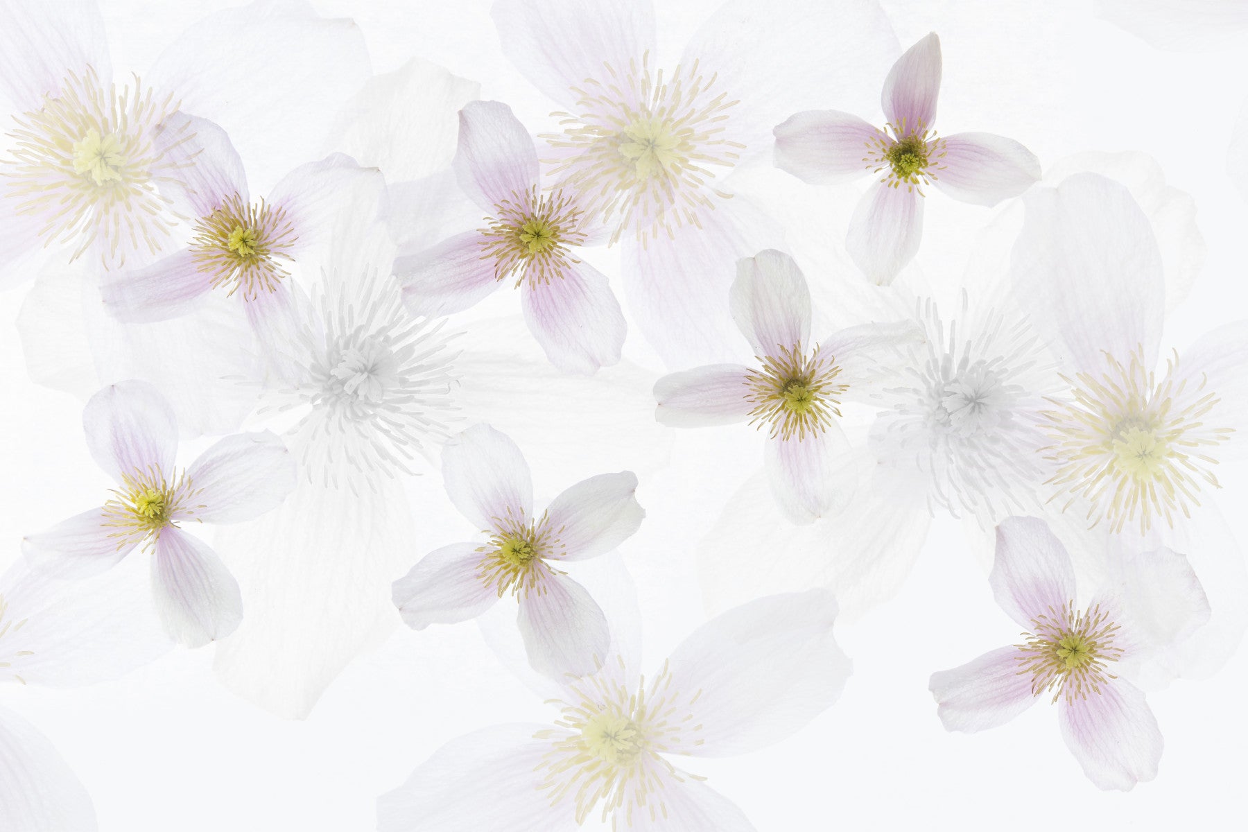 Soft Petals Wall Mural -2312628