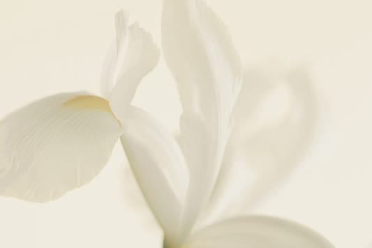Ethereal Petals Wall Mural -2549630