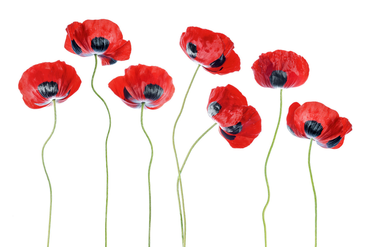 Fields of Red Wall Mural -1321086 in your room