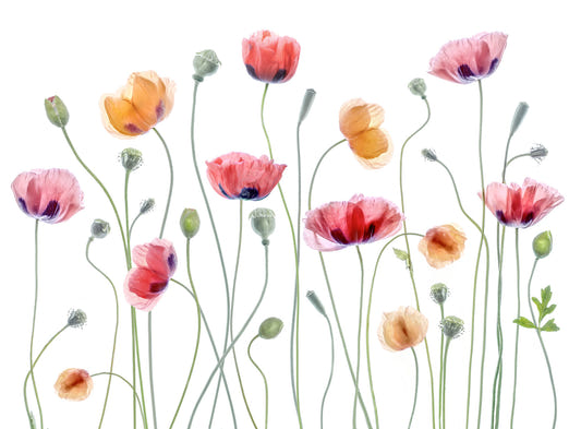 Poppy Hues: A Delicate Floral Wall Mural -1248015