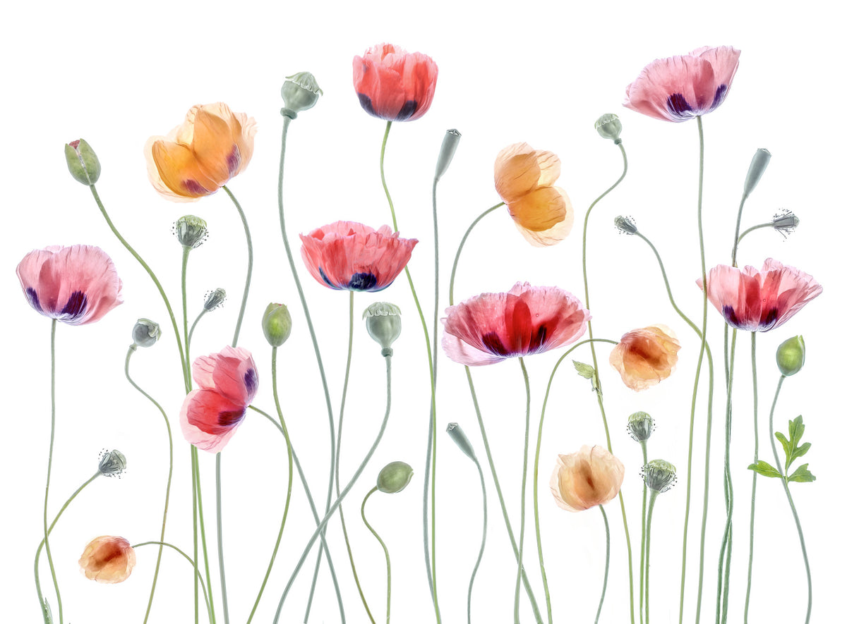 Poppy Hues: A Delicate Floral Wall Mural -1248015 in your room — zoomed