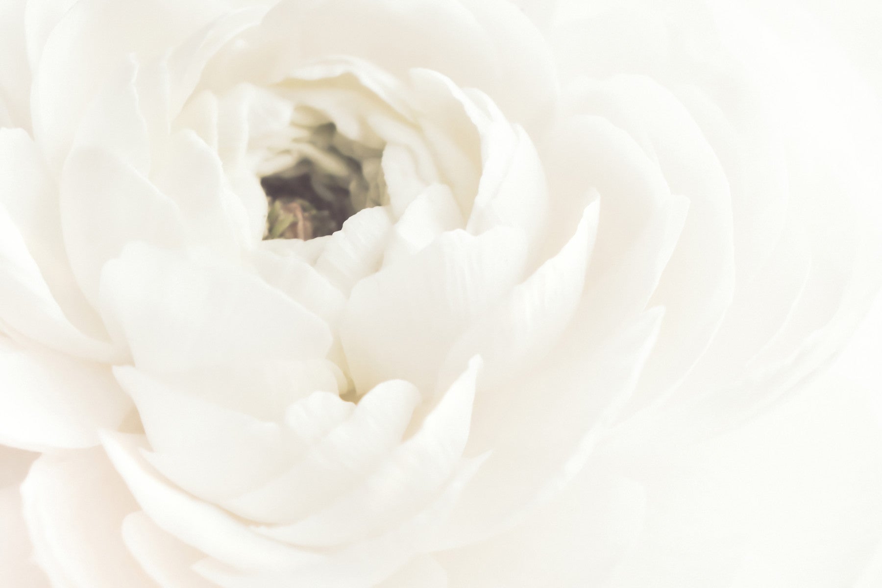 White Bloom Serenity Wall Mural -2242735