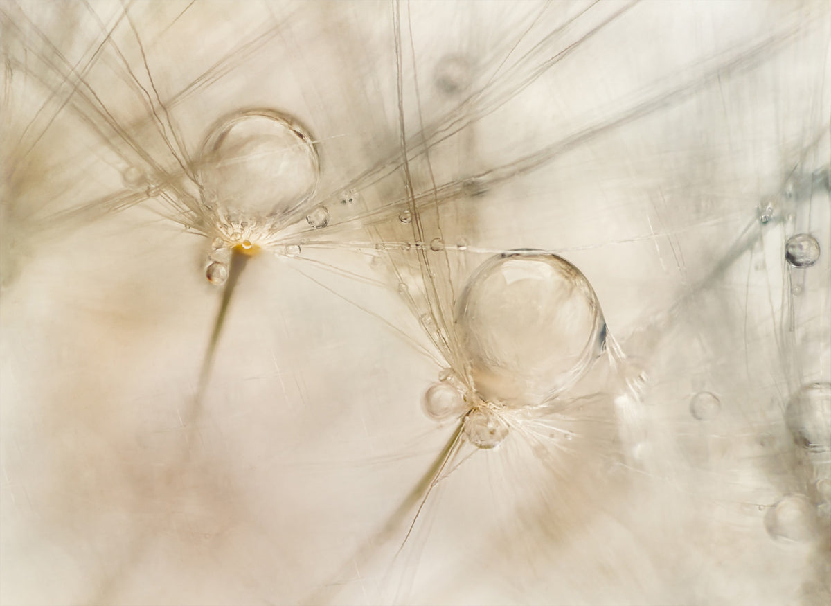 Ephemeral Dewdrops Wall Mural -2060857 in your room — zoomed