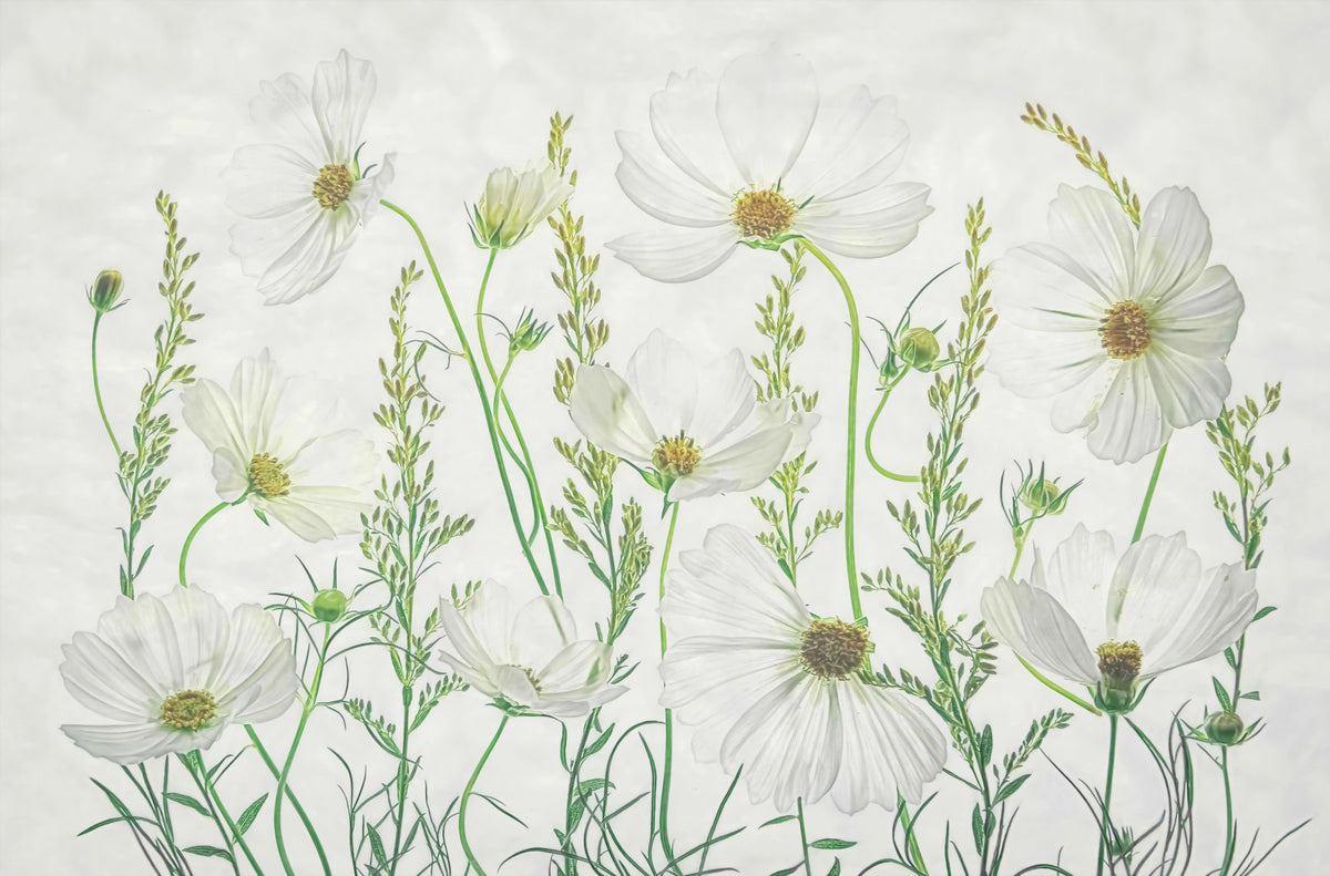 Papier peint mural Rêves de Cosmos Blanc -2472910