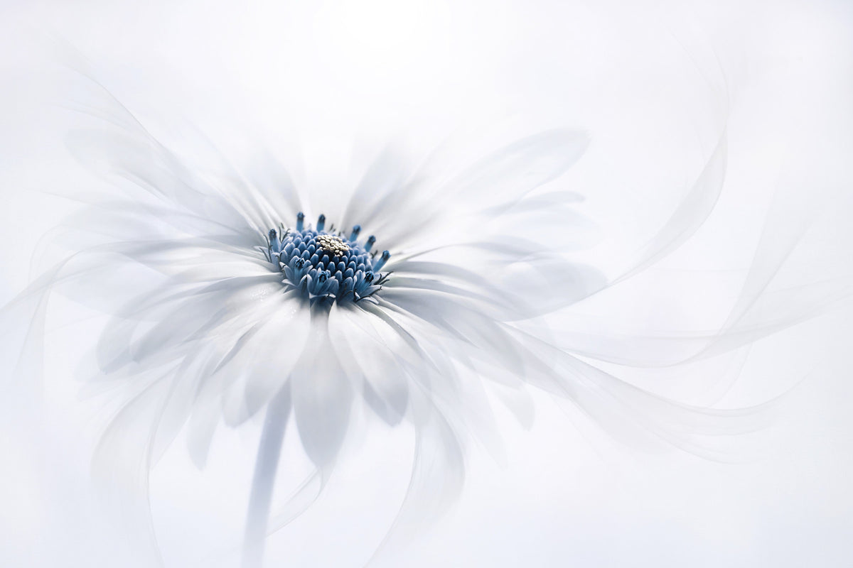 Fresque murale Serene Bloom -1270286