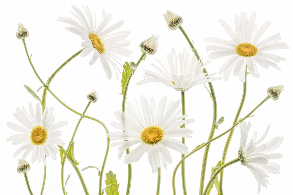 Meadow Daisies Wall Mural -1144981 in your room — zoomed