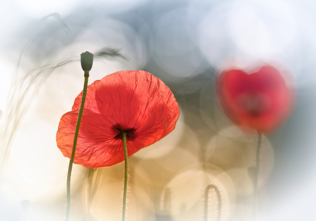 Poppy Dreamscape Wall Mural -440386