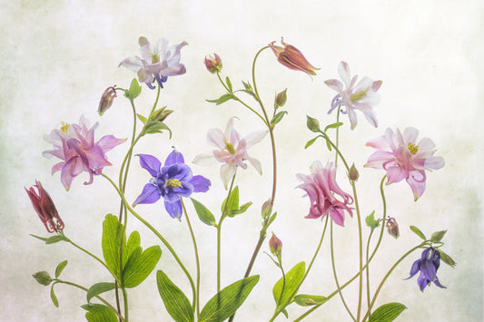 Columbine Dreams Wall Mural -1474479