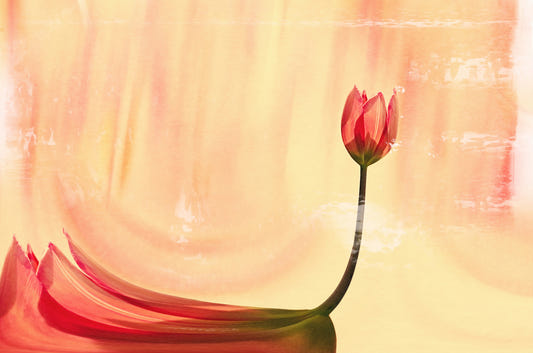 Coral Tulip Dream Wall Mural -2266934